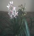 Orchidea.JPG